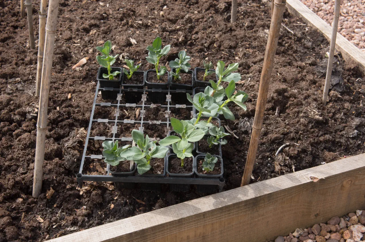 Which Broad Bean Seeds for Autumn Planting?